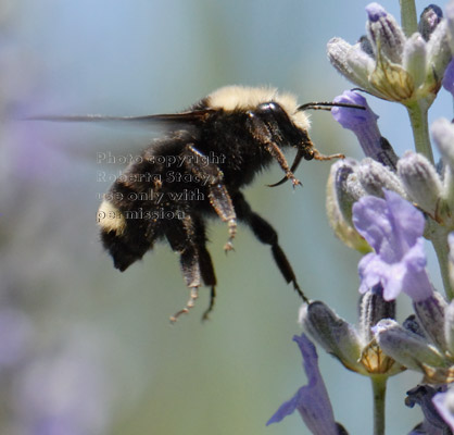 bumblebee with tongue/proboscis extended hovering at lavender plant