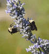 two bumblebees on lavender plant