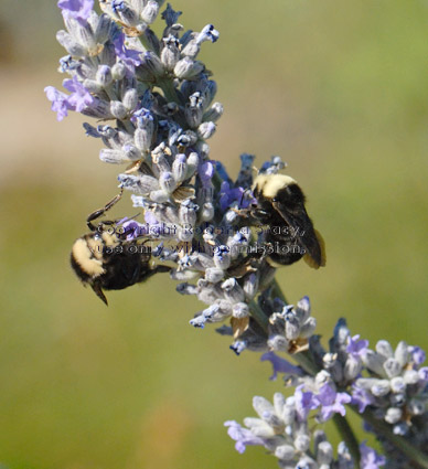 two bumblebees on lavender plant