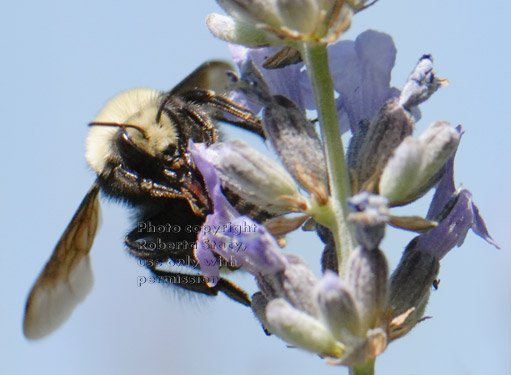 bumblebee with tongue (proboscis) out on lavender flower