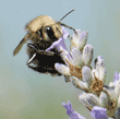 bumblebee drinking nectar from lavender flower