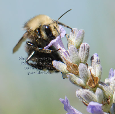 bumblebee drinking nectar from lavender flower