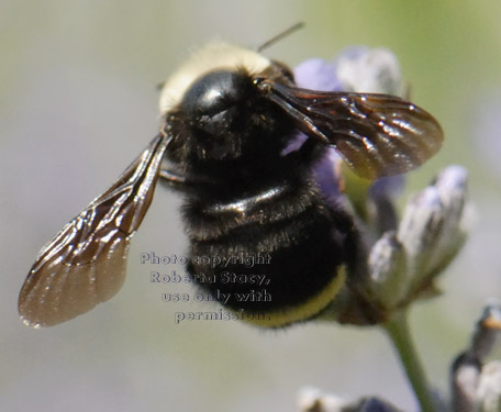 rear view of bumblebee with spread wings