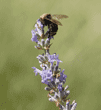 bumblebee at top of lavender stalk