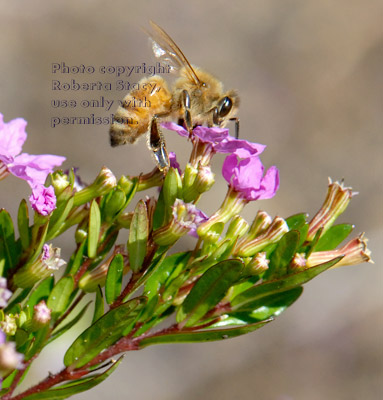 honeybee drinking from cuphea flower