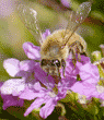 honeybee getting nectar from a cuphea blossom