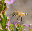 honeybee flying above cuphea flowers