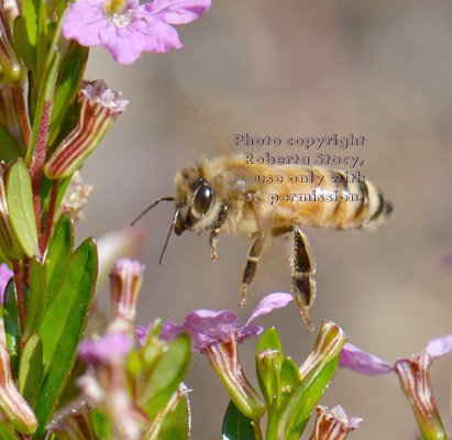 honeybee flying above cuphea flowers