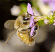 honeybee at Mexican heather blossom