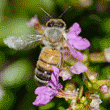 honeybee on Mexican heather flower