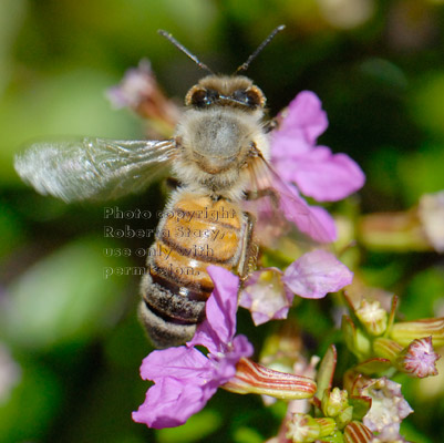 honeybee on Mexican heather flower