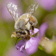 honeybee gathering nectar from Mexican heather blossom