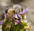 honeybee drinking nectar from cuphea blossom