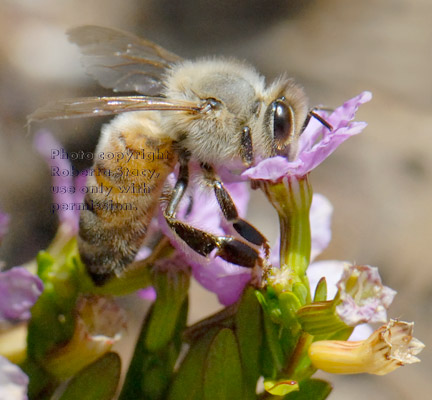 honeybee drinking nectar from cuphea blossom