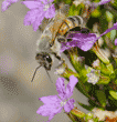 honeybee on cuphea plant