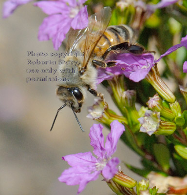 honeybee on cuphea plant