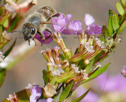 honey bee on left and unidentified tiny green insect on right