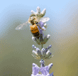 honeybee on lavender plant