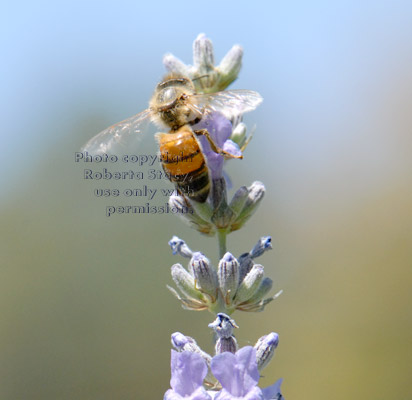 honeybee on lavender plant