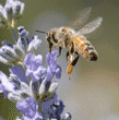 honeybee with tongue, or proboscis, extended