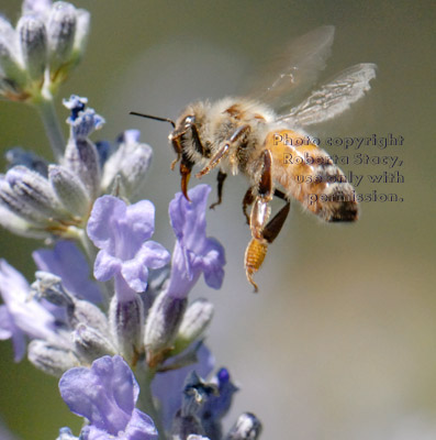 honeybee with tongue, or proboscis, extended