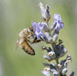 honeybee drinking nectar from lavender flower