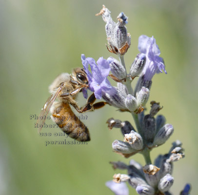 honeybee drinking nectar from lavendar flower