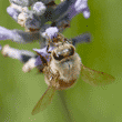 honeybee at flower with tongue, or proboscis, showing