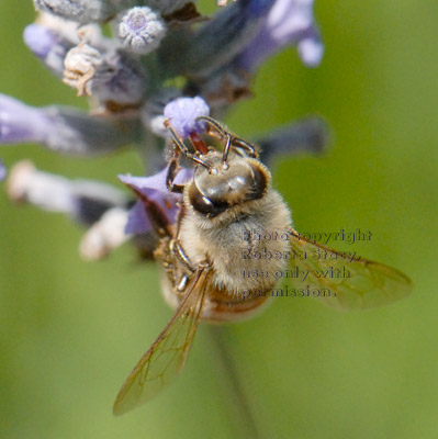 honeybee at flower with tongue, or proboscis, showing