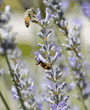 two honeybees drinking nectar from flowers on lavender plant