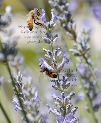 two honeybees drinking nectar from flowers on lavender plant