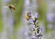 one honeybee flying and one honeybee getting nectar from lavender blossom 