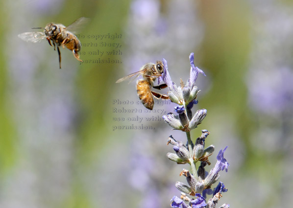 one honeybee flying and one honeybee getting nectar from lavender blossom