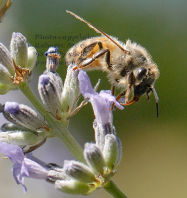 honeybee at lavender flower with proboscis, or tongue, sticking out