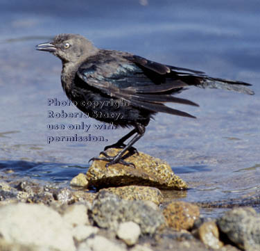 Brewer's blackbird