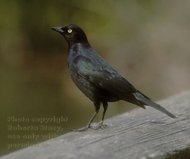 Brewer's blackbird