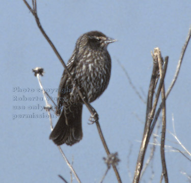 red-winged blackbird