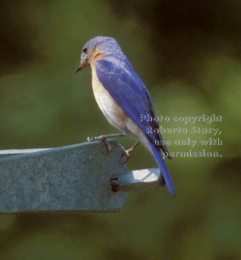 eastern bluebird