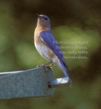 eastern bluebird