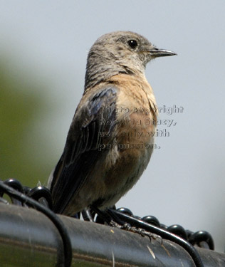 western bluebird