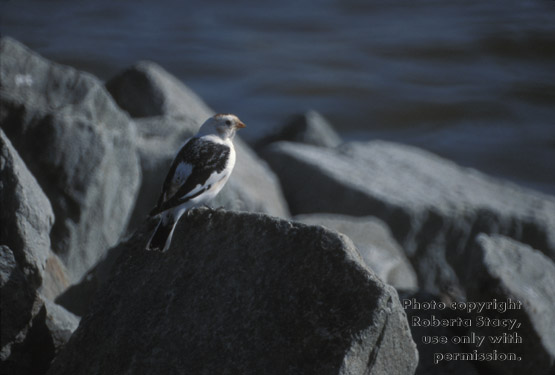 snow bunting