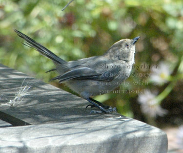 bushtit