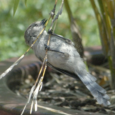 bushtit