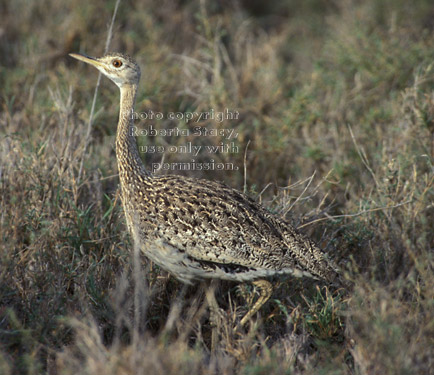 Hartlaub's bustard Tanzania (East Africa)