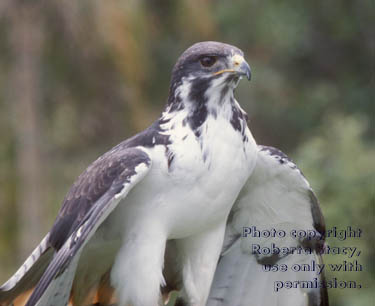 Augur buzzard