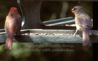 northern cardinals