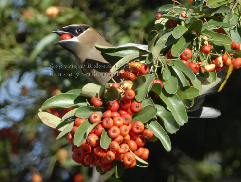 cedar waxwing eating a pyracantha berry