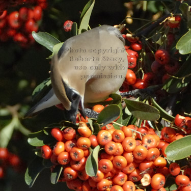 cedar waxwing eating berries