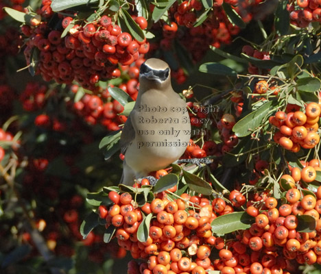 cedar waxwing on pyracantha bush