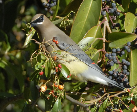 cedar waxwing